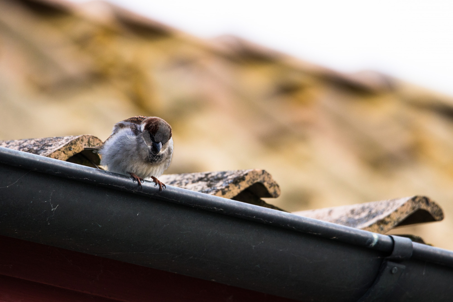 Birds in Your Dryer Vent? Here’s What to Do